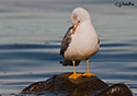 Larus canus